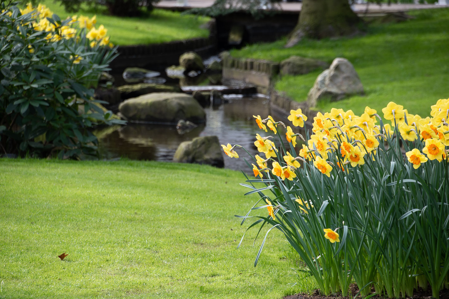 Daffodils In Keukenhof