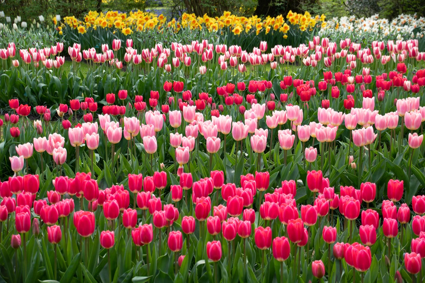 Tulips In Keukenhof