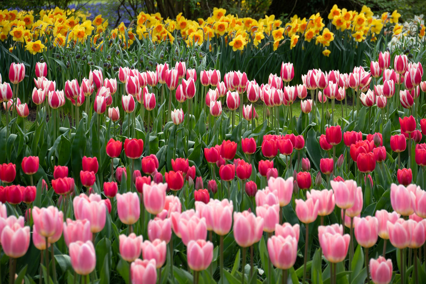 Tulips In Keukenhof vol.2