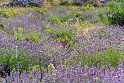 Abandoned Lavender Field
