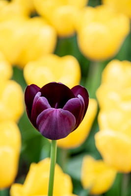 Dark Tulip