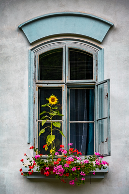 Sunflower Window